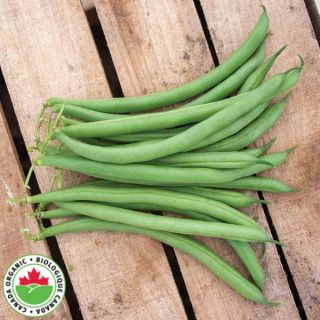 Dominator Organic Bean Thumbnail